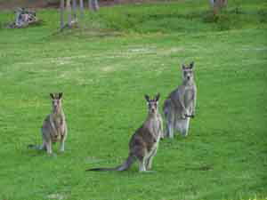 Sunway Farm B And B And Tours - Accommodation Gold Coast 1