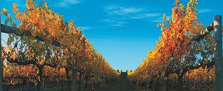 Nagambie Lakes Leisure Park - Accommodation Gold Coast 5