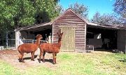 Glenfield Cottage - Accommodation Gold Coast 1