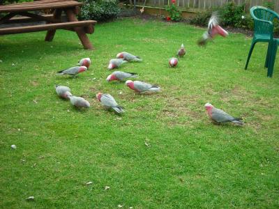 Apollo Bay Backpackers - Accommodation Gold Coast 4