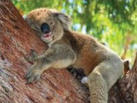 The Kosy Koala - Accommodation Gold Coast 3