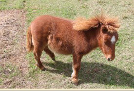 Adriana's Bed & Breakfast Country Retreat - Accommodation Gold Coast 2