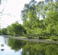 Ribbonwood Cottages - Accommodation Gold Coast