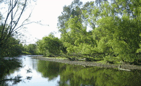 Ribbonwood Cottages - Accommodation Gold Coast 0