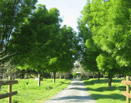 Ribbonwood Cottages - Accommodation Gold Coast 2