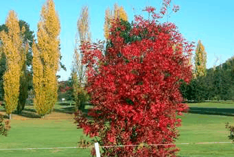 Tenterfield Golf Club Fairways Lodge - Accommodation Gold Coast 2