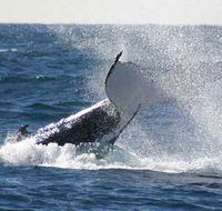 Whale Watching Sydney - Accommodation Gold Coast