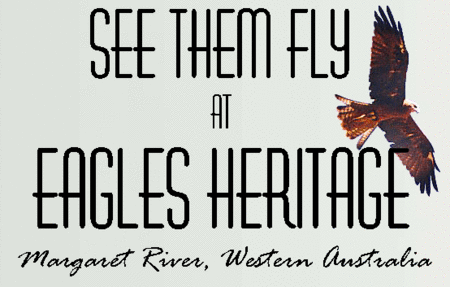 Eagles Heritage Raptor Wildlife Centre - Accommodation Gold Coast