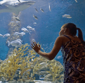 The Aquarium of Western Australia - Accommodation Gold Coast