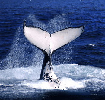 Brisbane Whale Watching - Accommodation Gold Coast