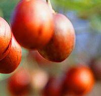 Tropical Fruit World - Accommodation Gold Coast