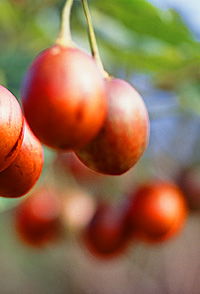 Tropical Fruit World - Accommodation Gold Coast 0
