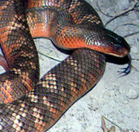 Armadale Reptile  Wildlife Centre - Accommodation Gold Coast