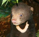 Perth Zoo - Accommodation Gold Coast