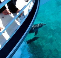 Pelican Charters - Accommodation Gold Coast