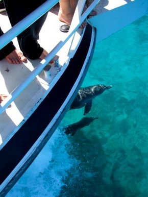 Pelican Charters - Accommodation Gold Coast 0