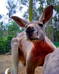 Birdland Animal Park - Accommodation Gold Coast 3