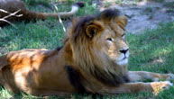 Mogo Zoo - 1 Gold Coast 1