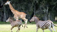 Mogo Zoo - 1 Gold Coast 2
