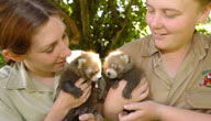 Mogo Zoo - 1 Gold Coast 3