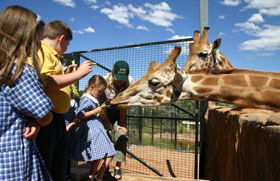 National Zoo & Aquarium - Accommodation Gold Coast 2