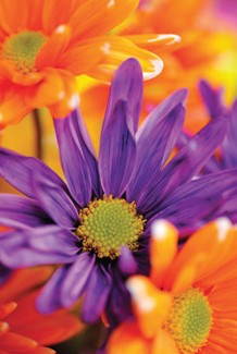 Warringal Shopping Centre - Accommodation Gold Coast 3