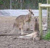 Jirrahlinga Koala  Wildlife Sanctuary - Accommodation Gold Coast