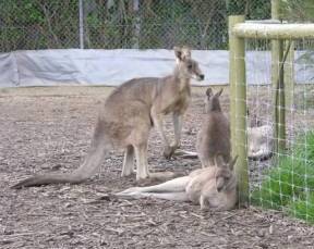 Jirrahlinga Koala & Wildlife Sanctuary - Gold Coast 4U 0