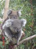 Jirrahlinga Koala & Wildlife Sanctuary - Gold Coast 4U 1