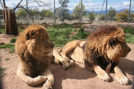 Mansfield Zoo - Accommodation Gold Coast 0