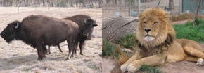 Mansfield Zoo - Accommodation Gold Coast 3