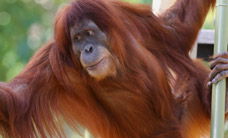 Melbourne Zoo - Gold Coast 4U 1