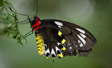 Melbourne Zoo - Gold Coast 4U 2