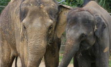Melbourne Zoo - Gold Coast 4U 3