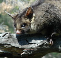 Moonlit Sanctuary Wildlife Conservation Park - Accommodation Gold Coast