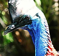 Alma Park Zoo - Accommodation Gold Coast