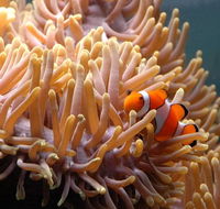 Reef HQ Great Barrier Reef Aquarium - Accommodation Gold Coast