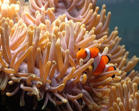 Reef HQ Great Barrier Reef Aquarium - Accommodation Gold Coast 0