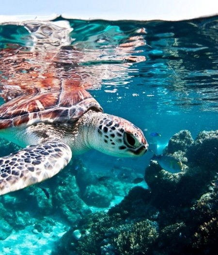 Reef HQ Great Barrier Reef Aquarium - Accommodation Gold Coast 1