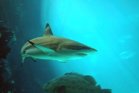 Reef HQ Great Barrier Reef Aquarium - Accommodation Gold Coast 2