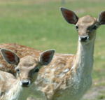 Marapana Wildlife Park - Accommodation Gold Coast