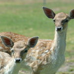 Marapana Wildlife Park - Accommodation Gold Coast 0