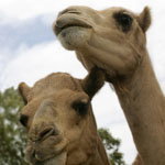 Marapana Wildlife Park - Accommodation Gold Coast 3