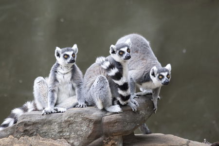 Adelaide Zoo - Accommodation Gold Coast 0