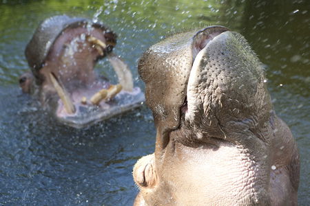 Adelaide Zoo - Accommodation Gold Coast 2