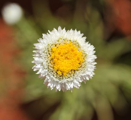 Alice Springs Desert Park - Accommodation Gold Coast 1