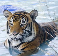 Zoo Doo Wildlife Park - Accommodation Gold Coast
