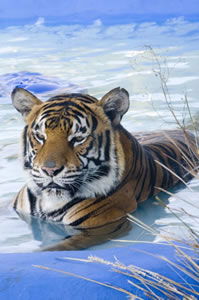 Zoo Doo Wildlife Park - Accommodation Gold Coast 0