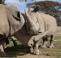 Monarto Zoo - Gold Coast 4U