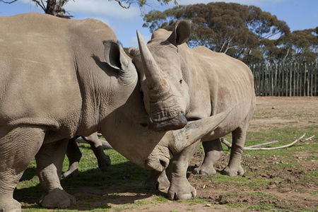Monarto Zoo - Gold Coast 4U 0